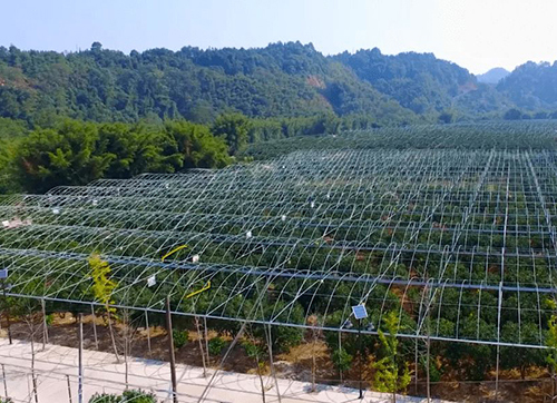 融安“數字金桔”